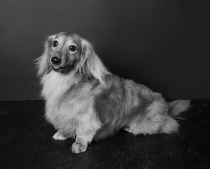 Fundraising Page: Maizie Teeples